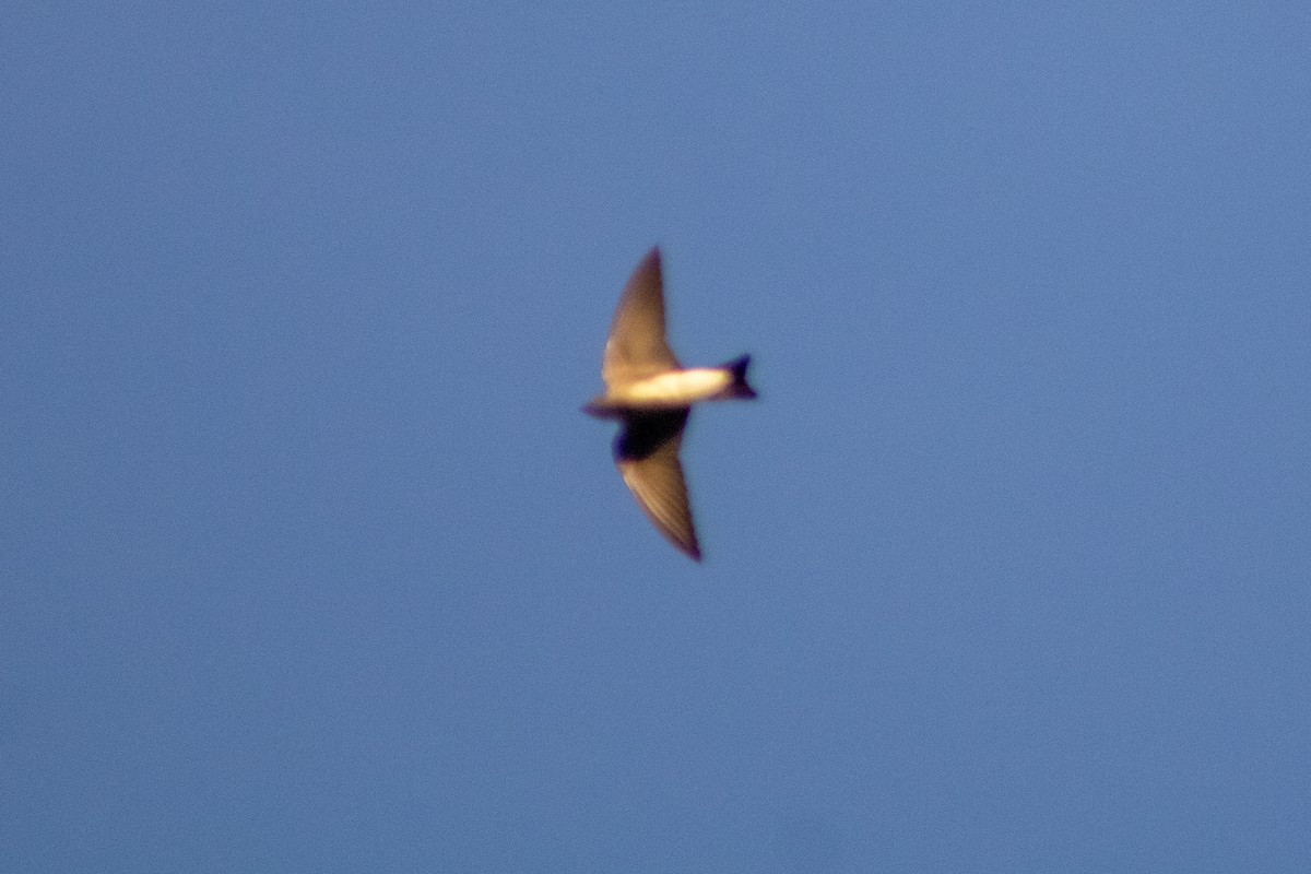 Northern Rough-winged Swallow (Ridgway's) - Sergio Leyva