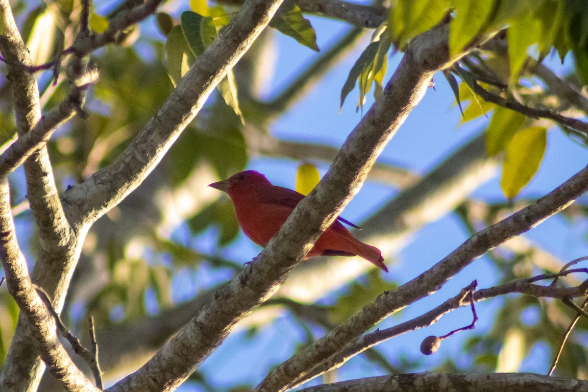 Summer Tanager - ML610544962