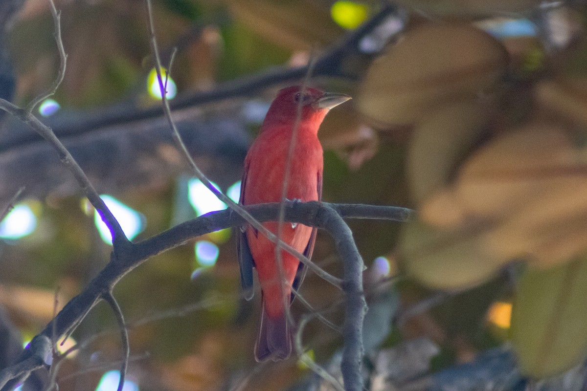 Summer Tanager - ML610544965