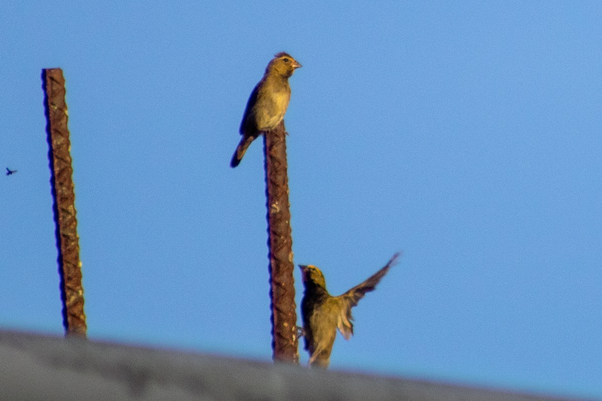 Yellow-faced Grassquit - ML610544976