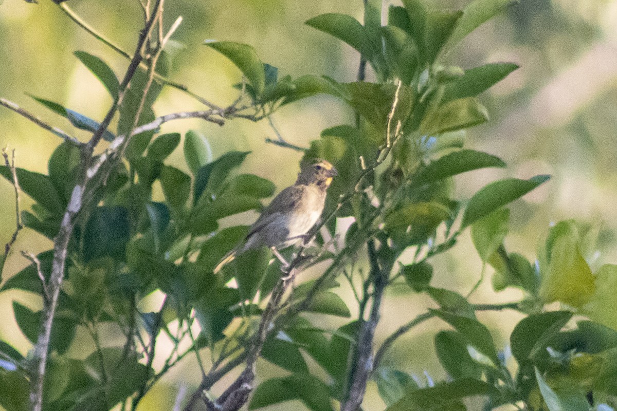 Yellow-faced Grassquit - ML610544977