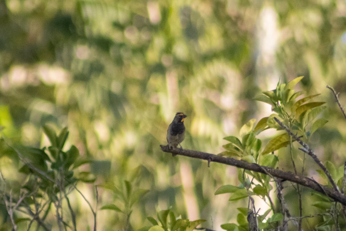 Yellow-faced Grassquit - Sergio Leyva