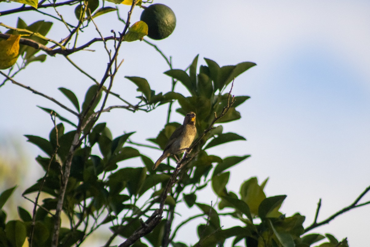 Yellow-faced Grassquit - ML610544981