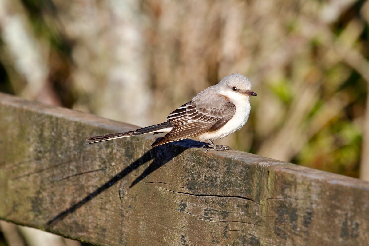 Scissor-tailed Flycatcher - ML610545011