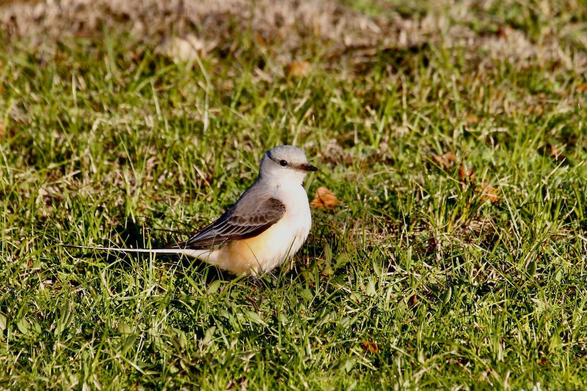 Scissor-tailed Flycatcher - ML610545012