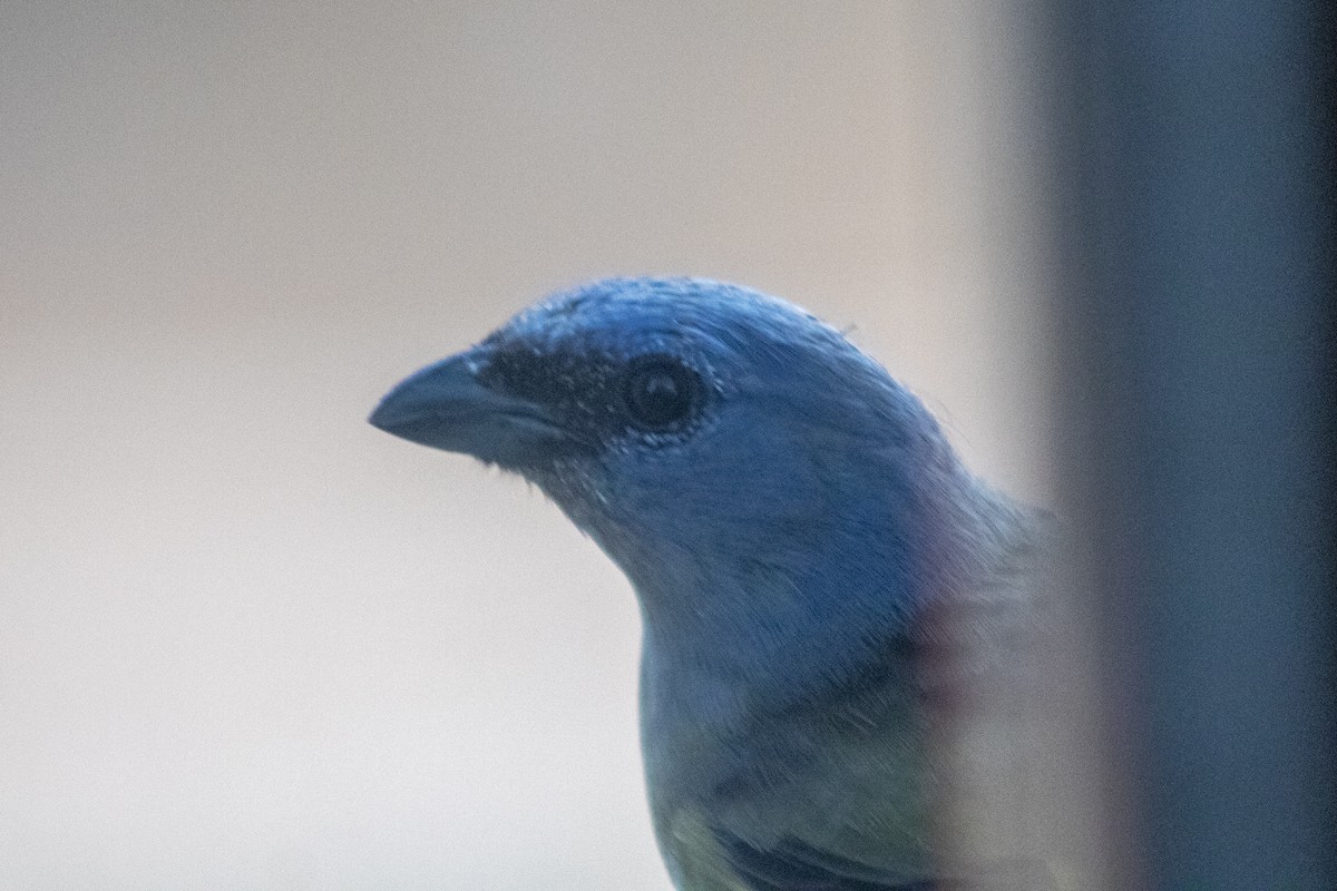 Yellow-winged Tanager - ML610545033