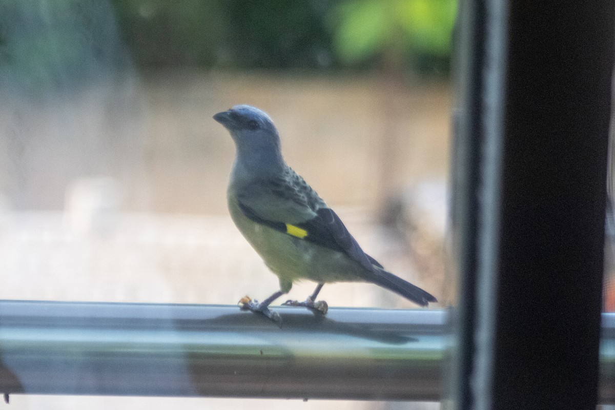 Yellow-winged Tanager - ML610545034