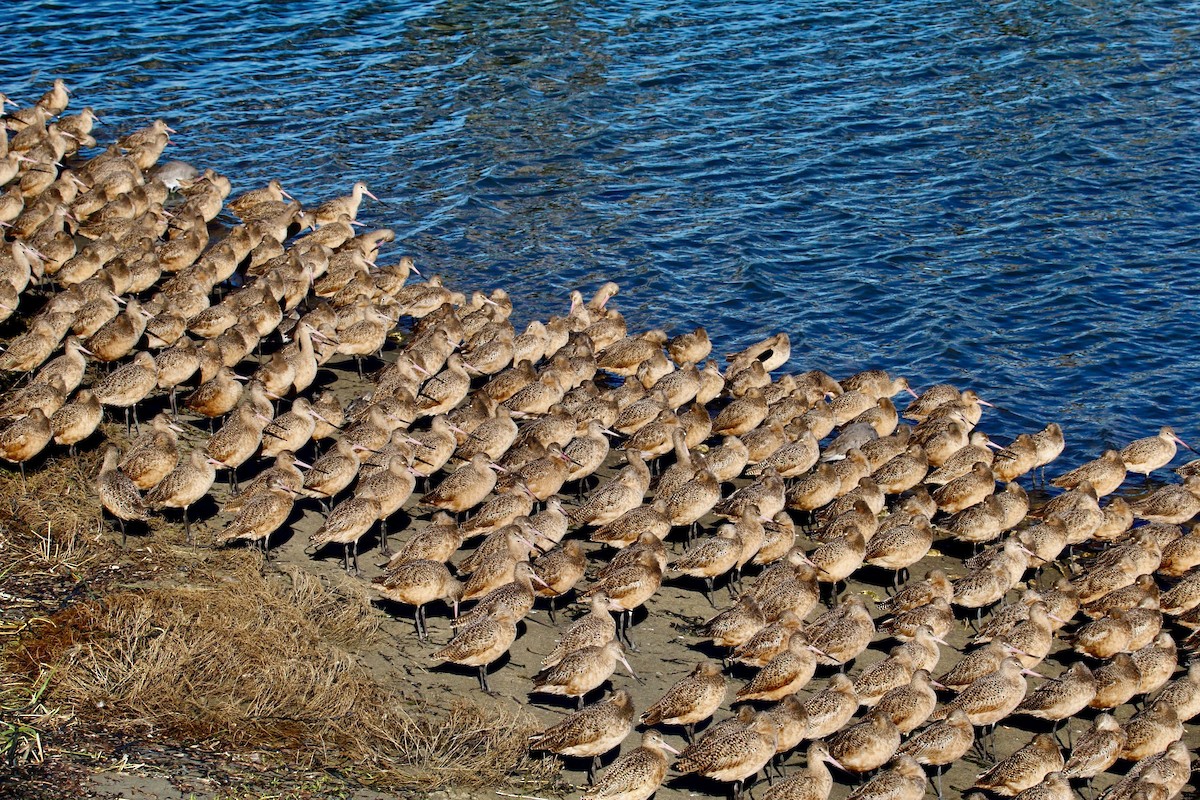 Marbled Godwit - Jennifer Standish