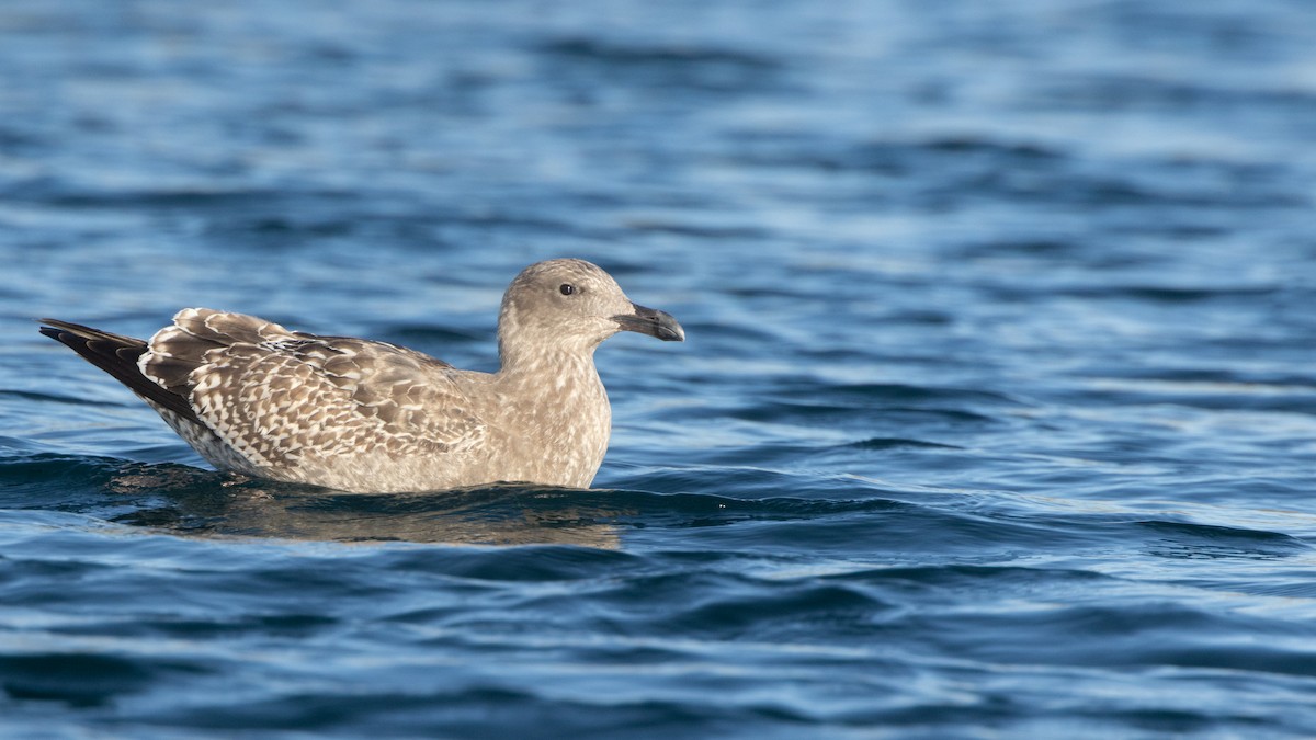 Herring x Glaucous-winged Gull (hybrid) - Liam Hutcheson