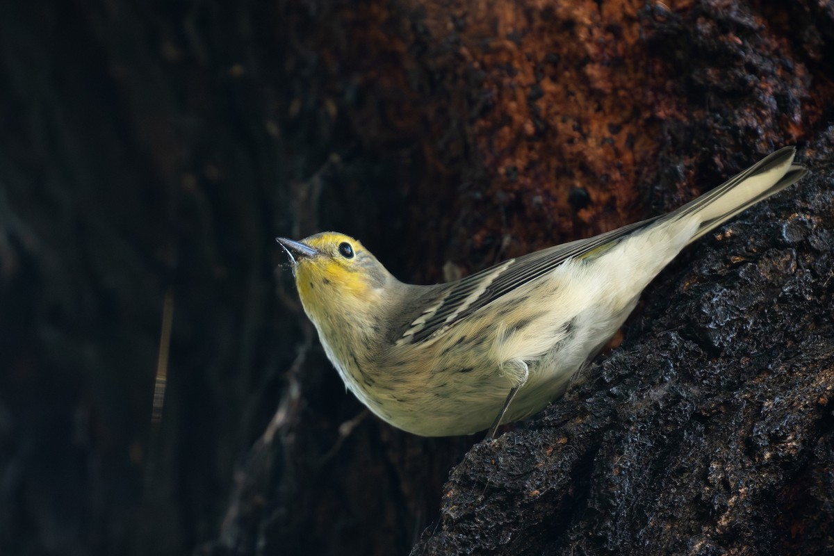 Yellow-rumped x Hermit Warbler (hybrid) - ML610545187