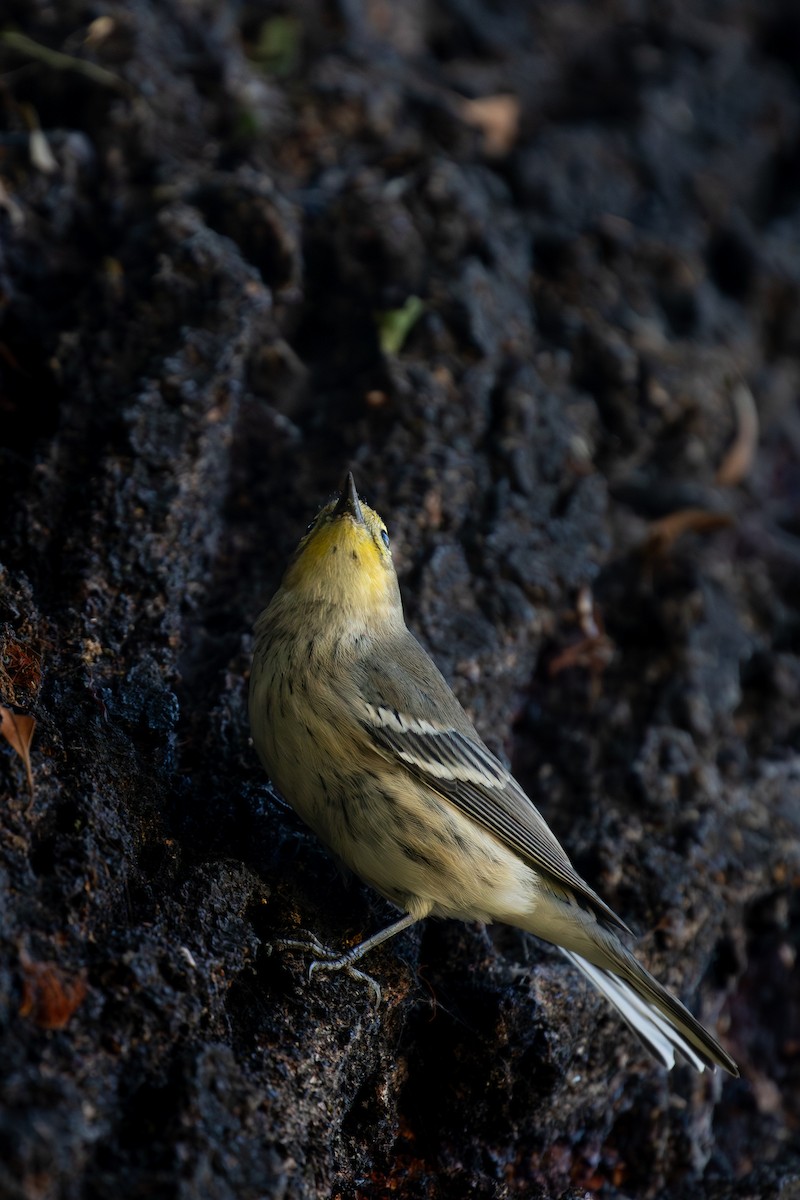 Yellow-rumped x Hermit Warbler (hybrid) - ML610545188