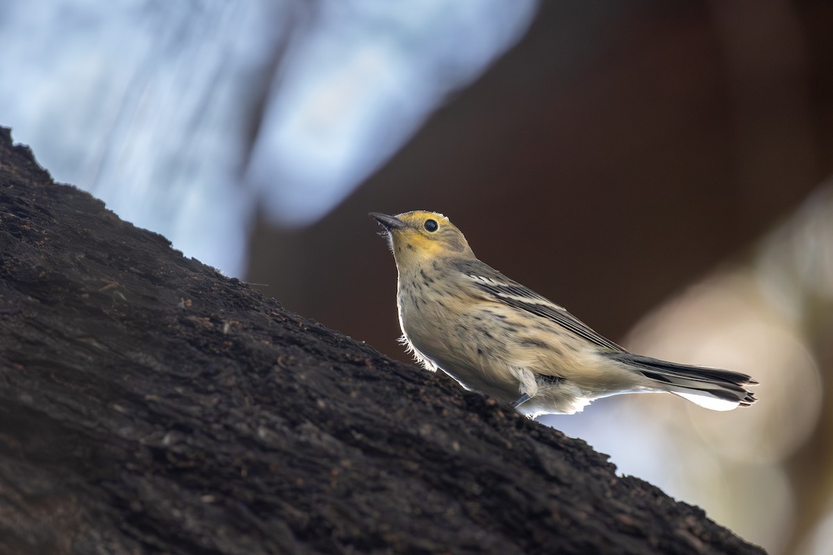 Yellow-rumped x Hermit Warbler (hybrid) - ML610545189