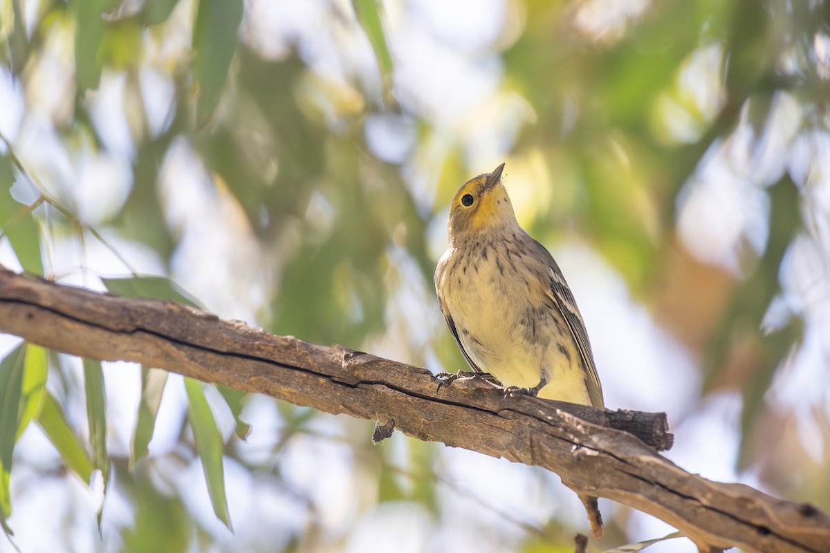 Yellow-rumped x Hermit Warbler (hybrid) - ML610545190