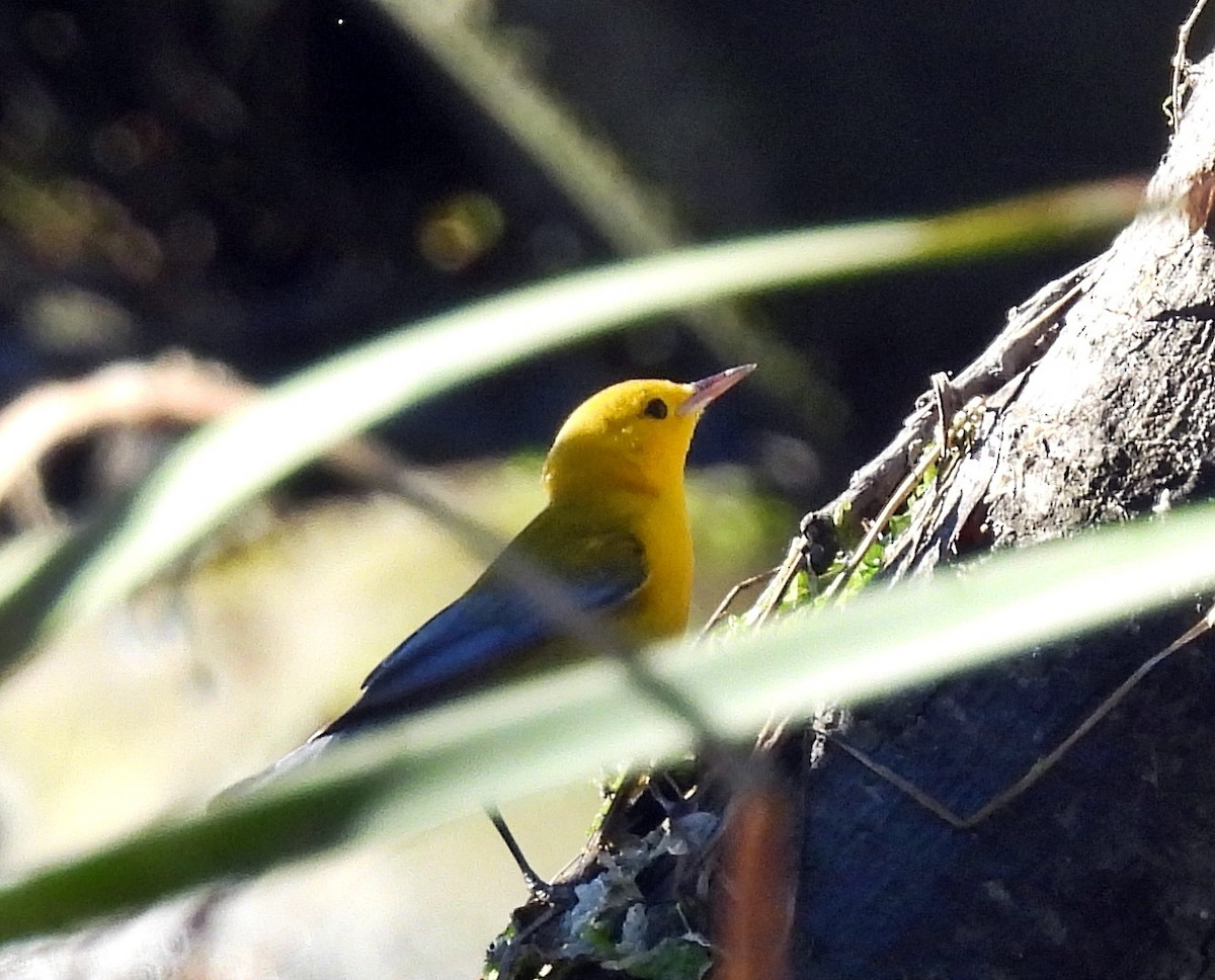 Prothonotary Warbler - ML610545314