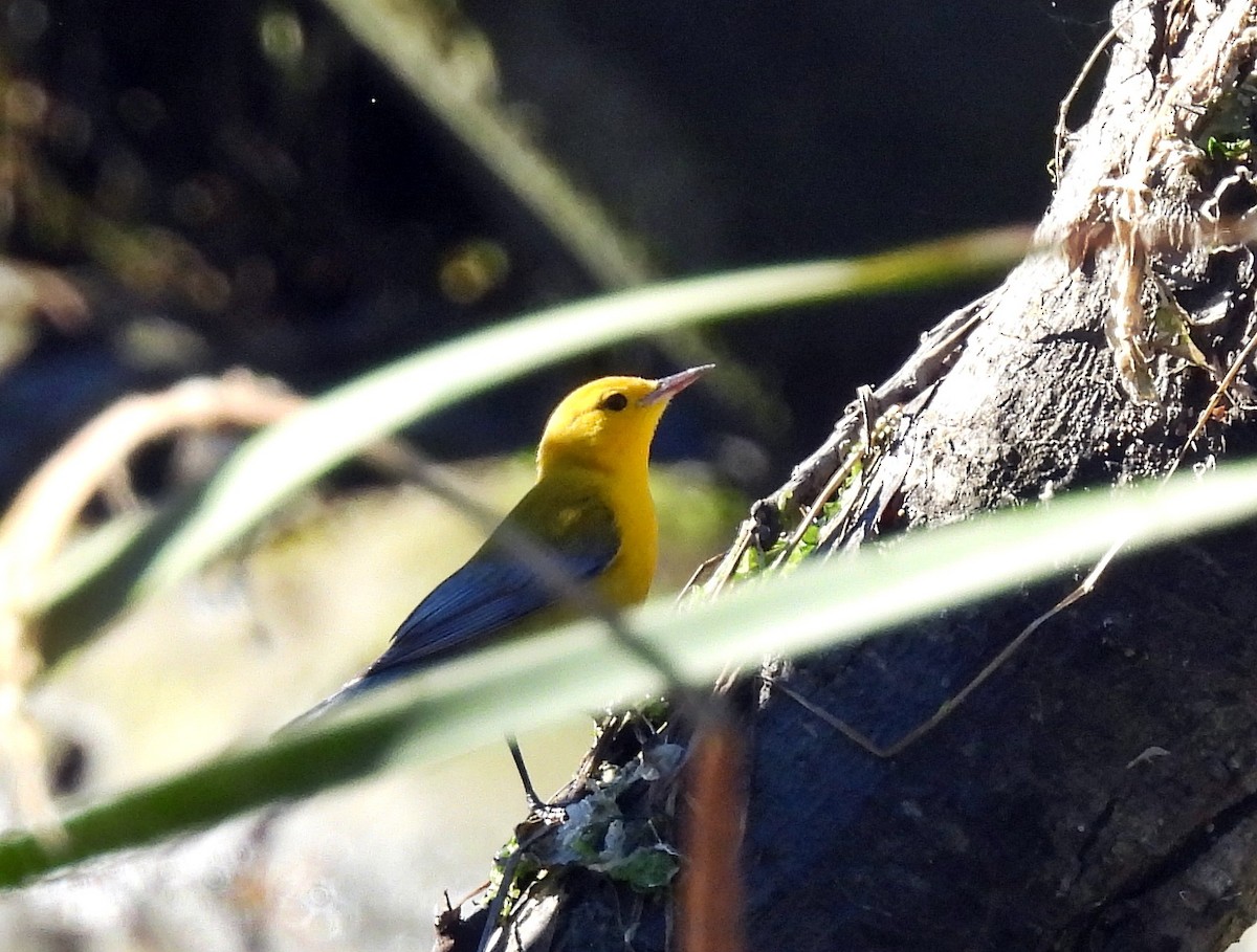 Prothonotary Warbler - ML610545315