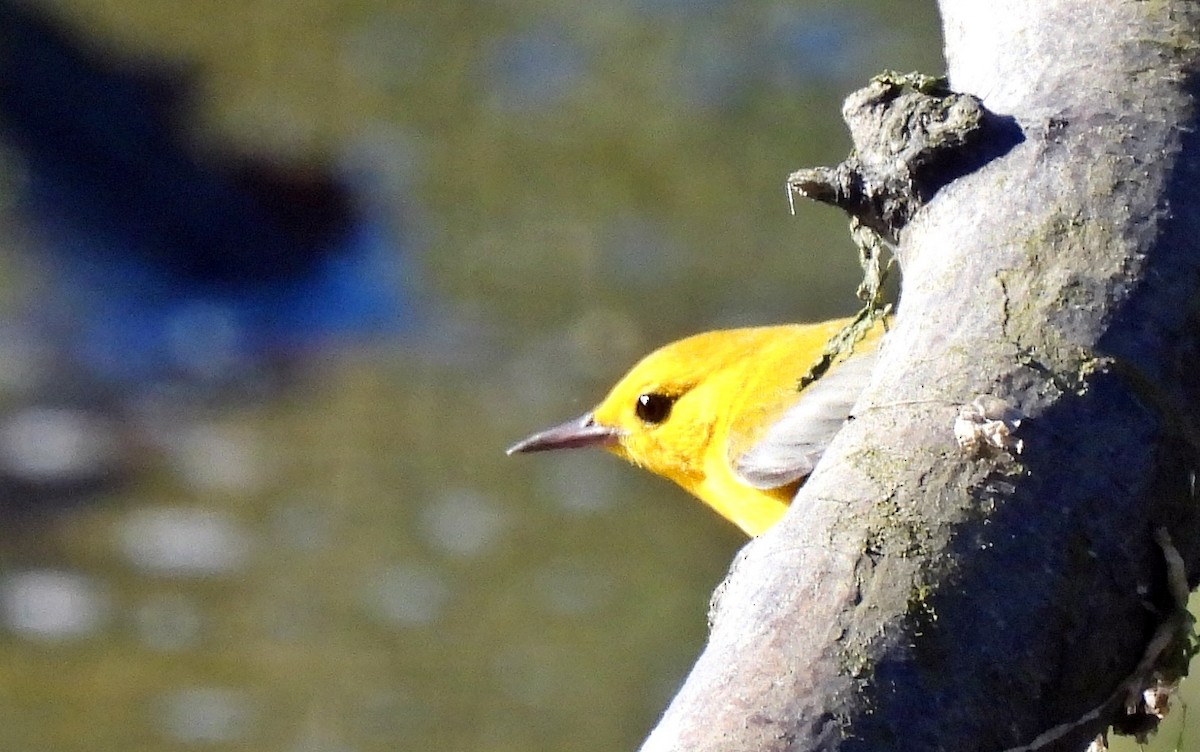 Prothonotary Warbler - ML610545316