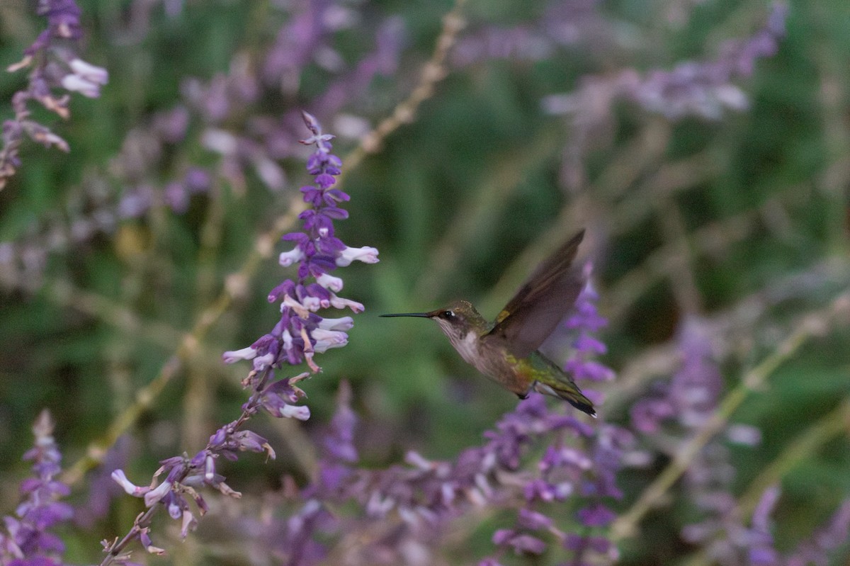 Ruby-throated Hummingbird - Elian Graniel