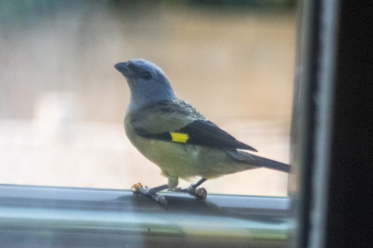 Yellow-winged Tanager - ML610545443