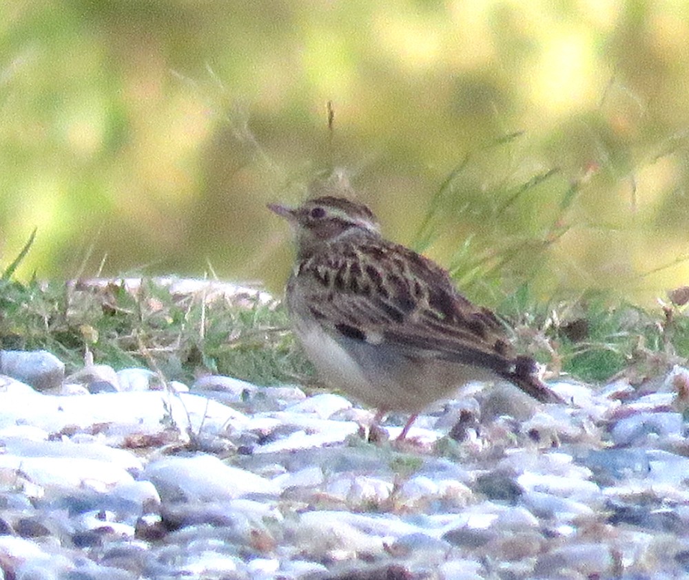 Wood Lark - ML610545517