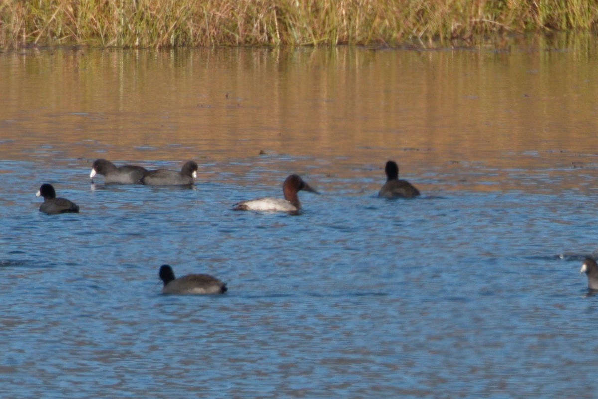 Canvasback - Grant Edwards