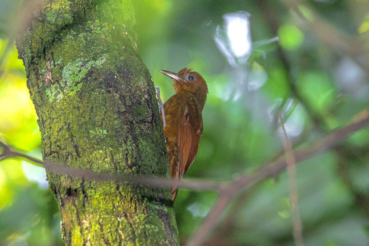 Ruddy Woodcreeper - ML610545599