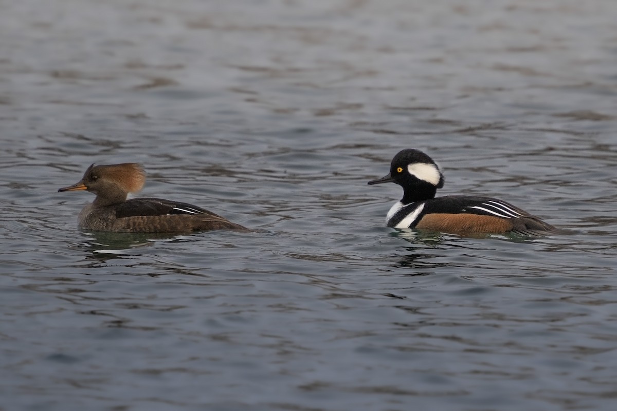 Hooded Merganser - ML610545608