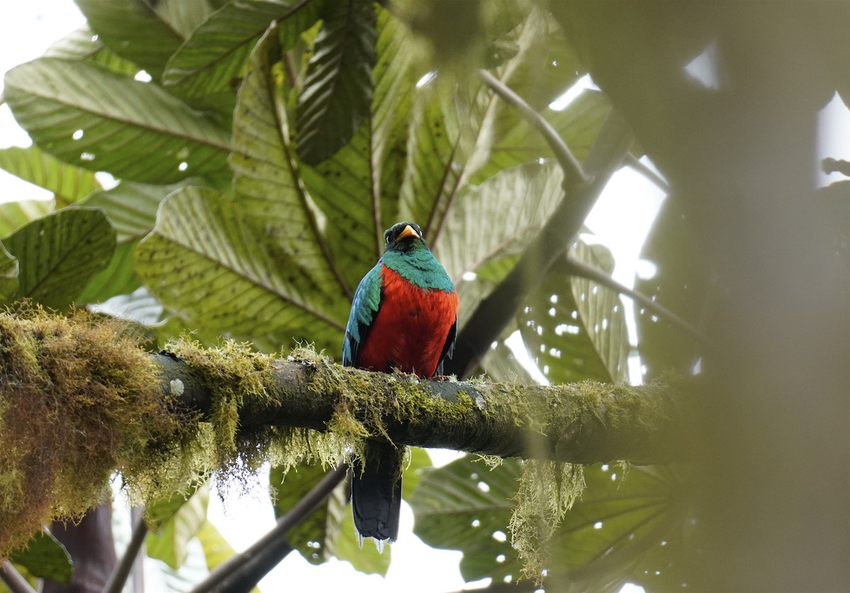 Golden-headed Quetzal - ML610545746