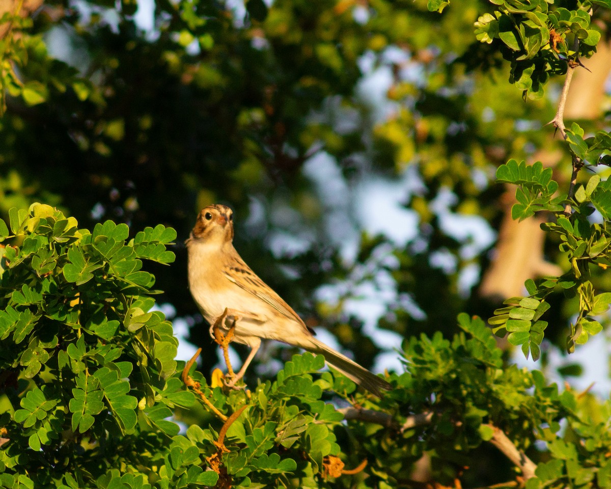 Clay-colored Sparrow - ML610545957