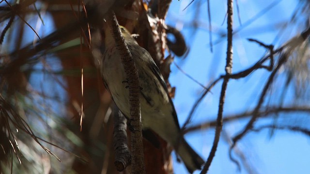 Yellow-rumped x Hermit Warbler (hybrid) - ML610546006