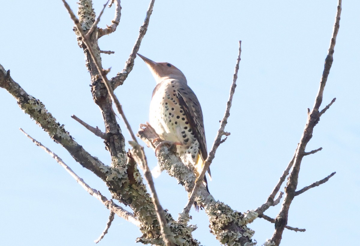Northern Flicker (Yellow-shafted) - ML610546042