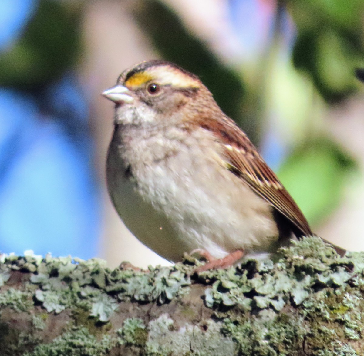 White-throated Sparrow - David Schmalz