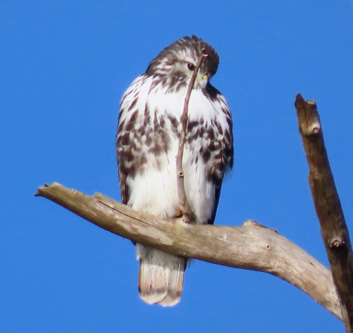 Red-tailed Hawk - ML610546072