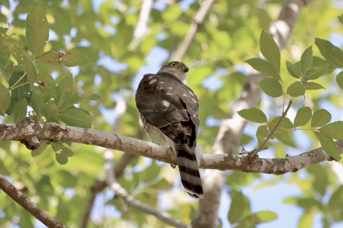 Sharp-shinned Hawk - ML610546076