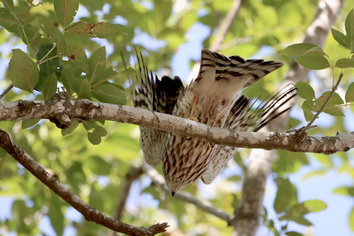 Sharp-shinned Hawk - ML610546077