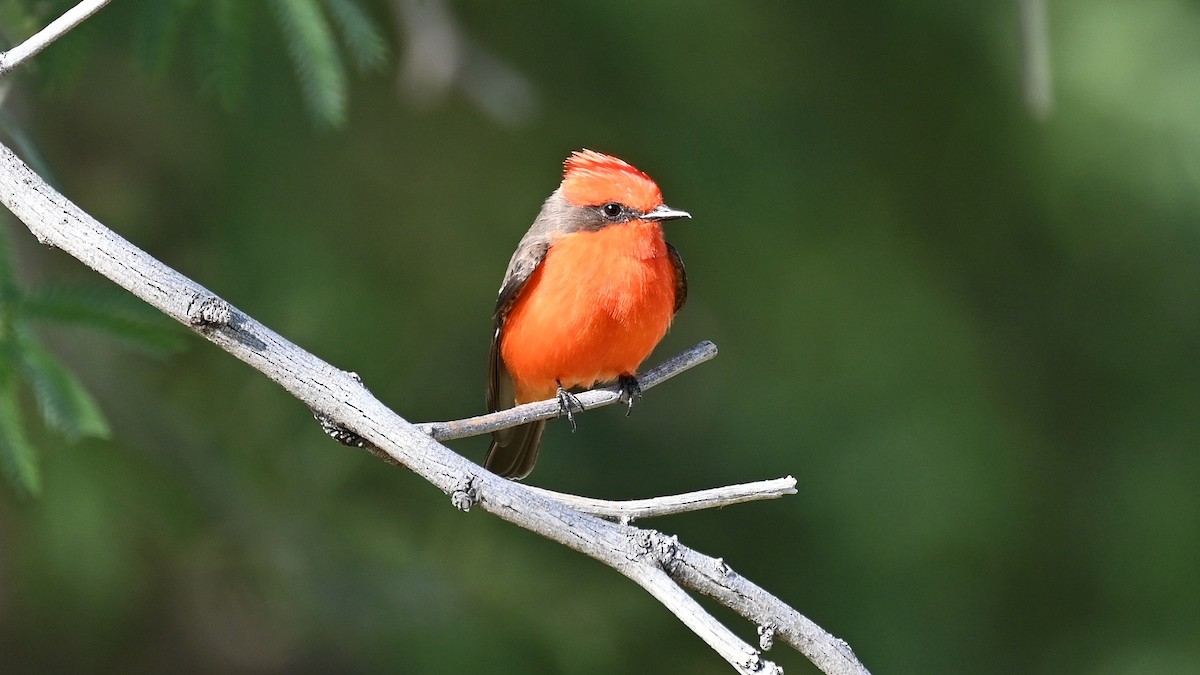 Vermilion Flycatcher - ML610546084