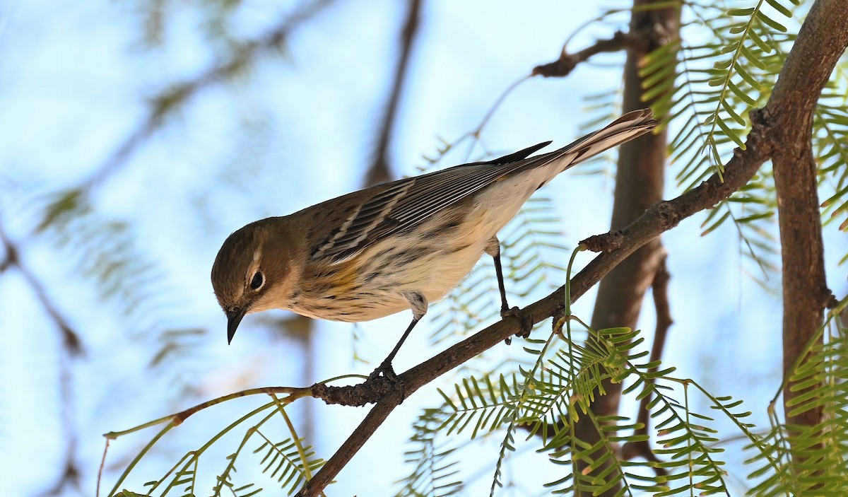 Yellow-rumped Warbler - ML610546087