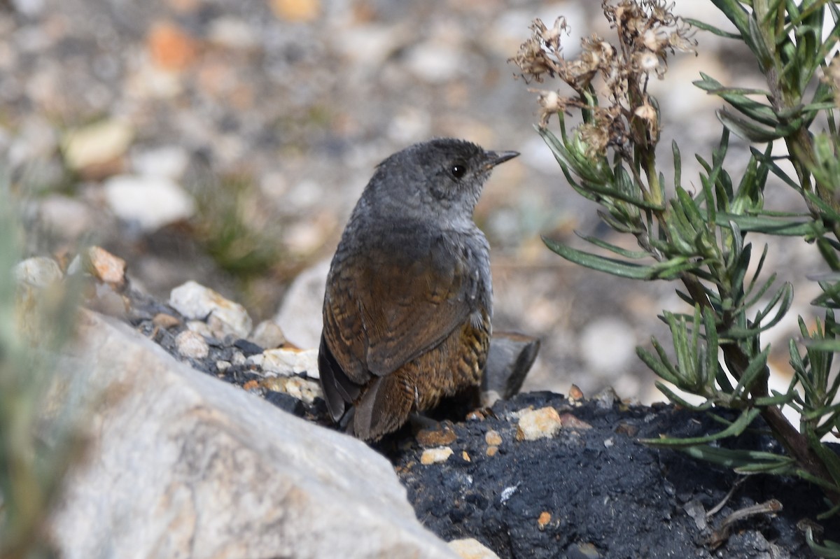 Ancash Tapaculo - ML610546153