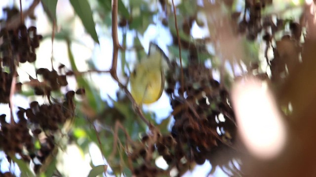 Prothonotary Warbler - ML610546162