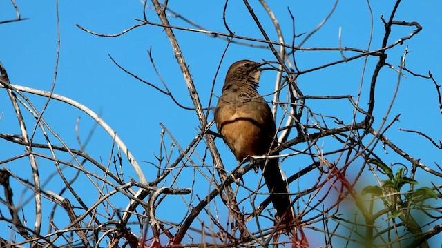 California Thrasher - ML610546193