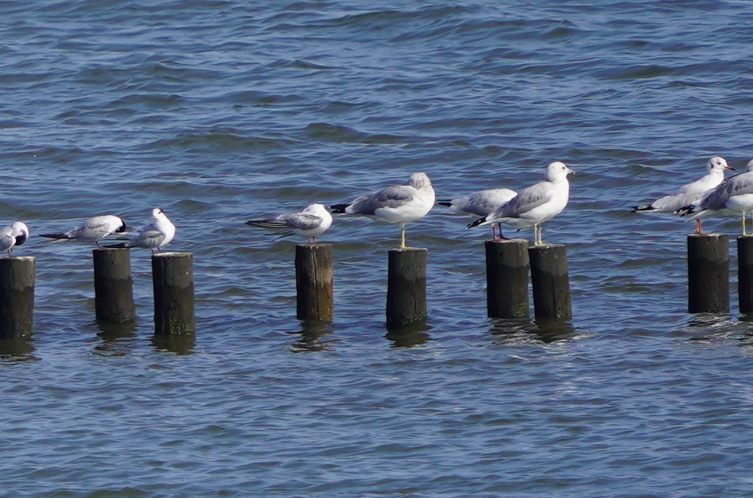 Common Gull - Richard Maarschall