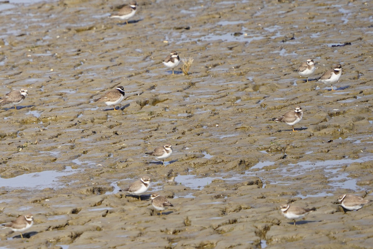 Common Ringed Plover - Richard Maarschall