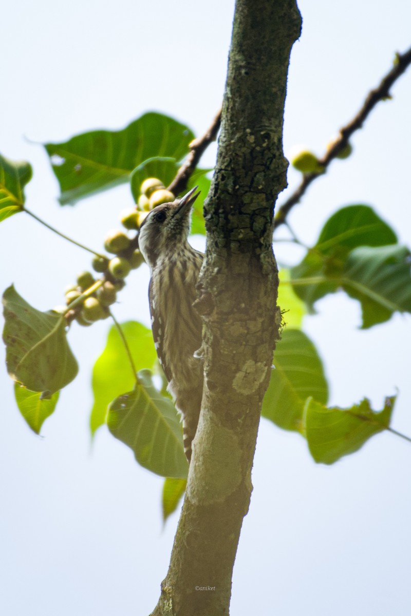 Gray-capped Pygmy Woodpecker - ML610546207