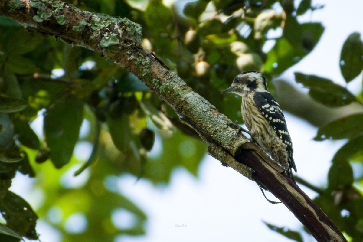 Gray-capped Pygmy Woodpecker - ML610546208