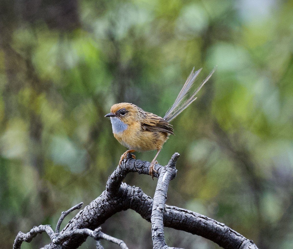 Southern Emuwren - ML610546215