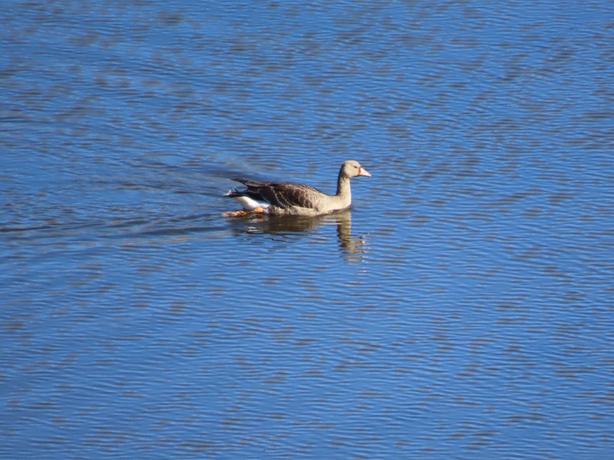 Greater White-fronted Goose - ML610546241