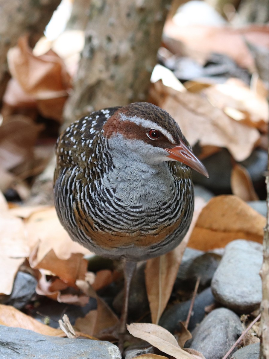 Buff-banded Rail - ML610546273