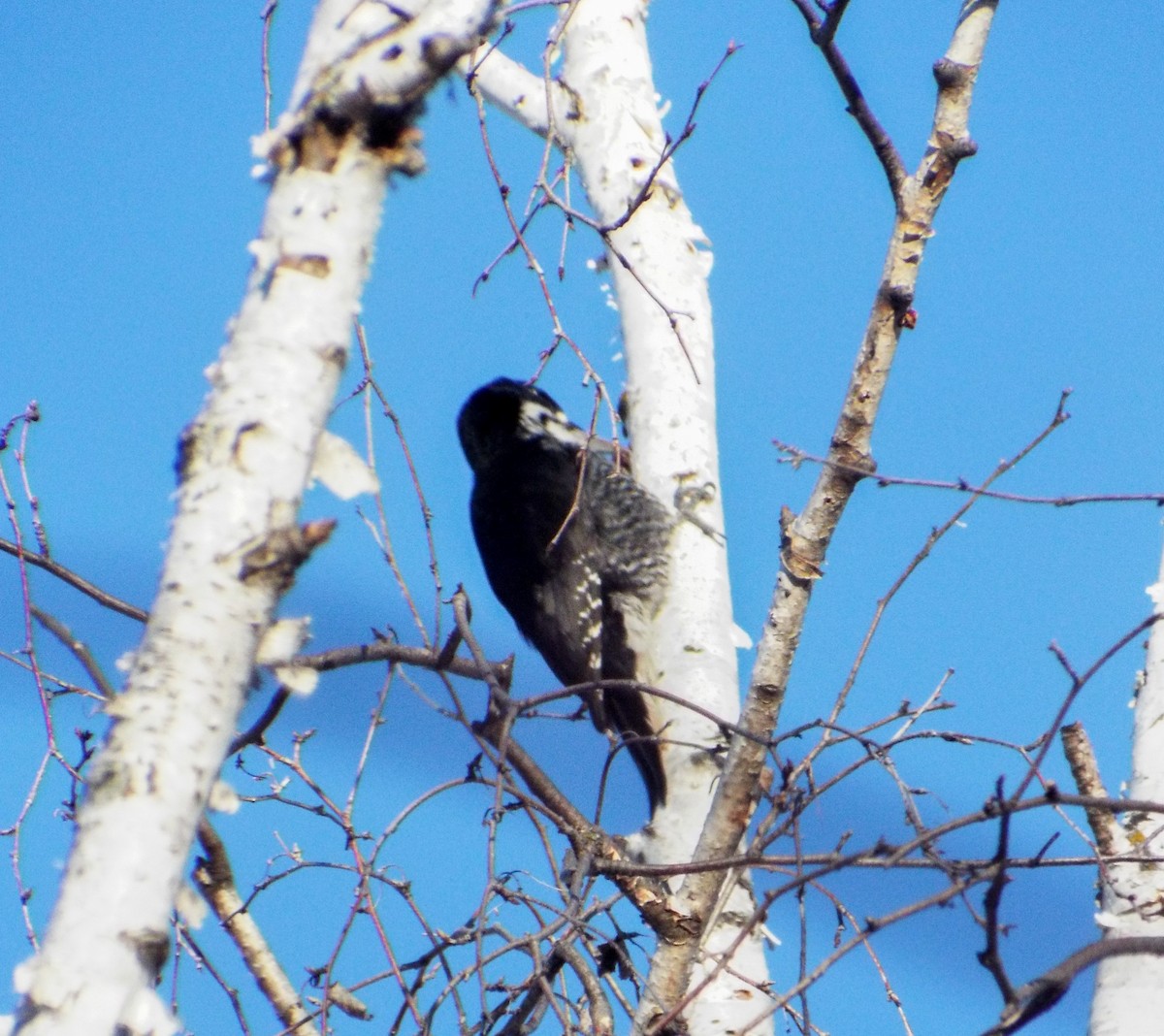 Black-backed Woodpecker - Curtis De Pena