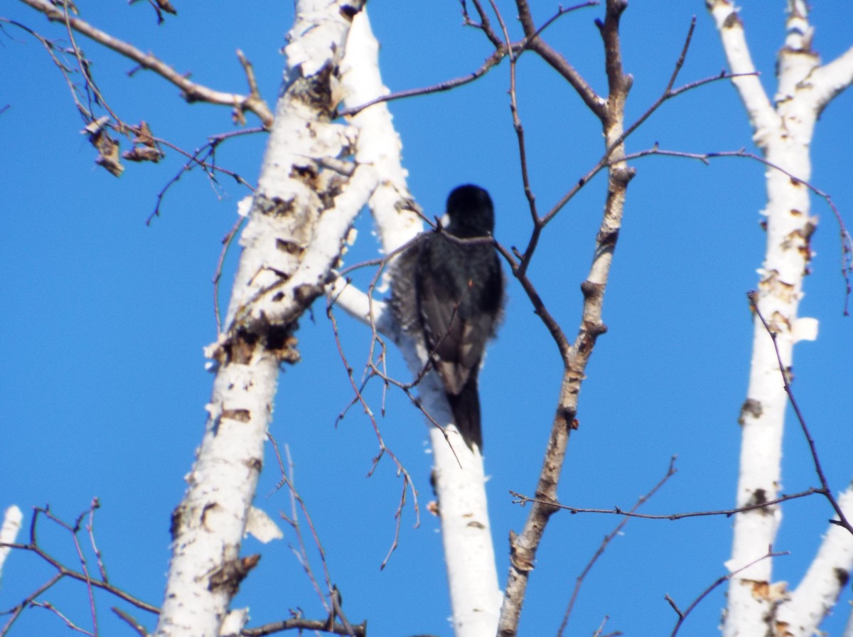 Black-backed Woodpecker - Curtis De Pena