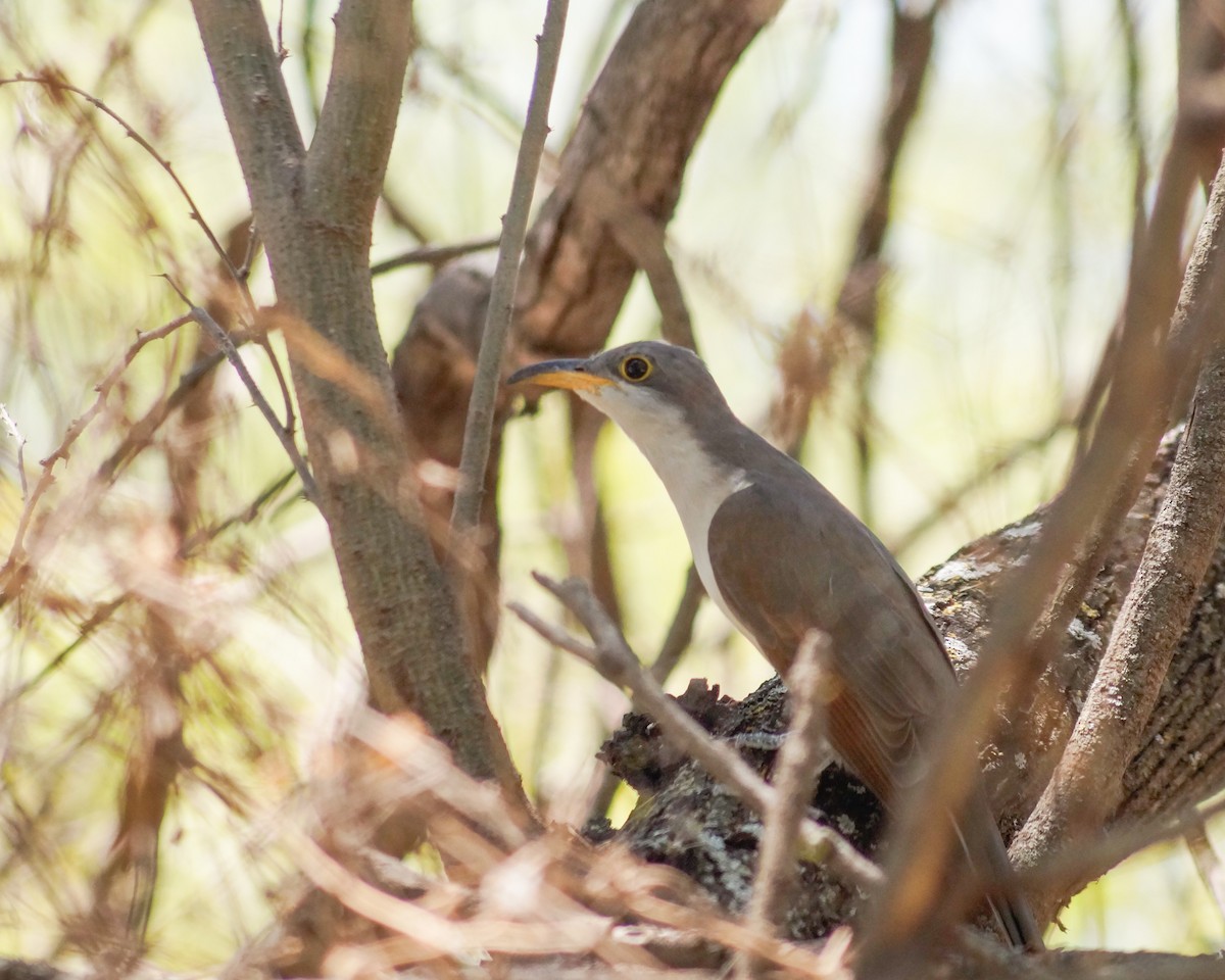 Yellow-billed Cuckoo - ML610546310