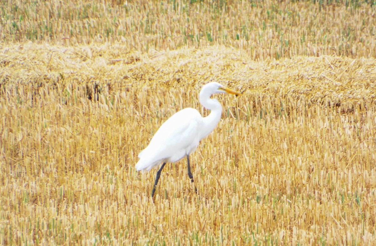 Great Egret - ML610546324